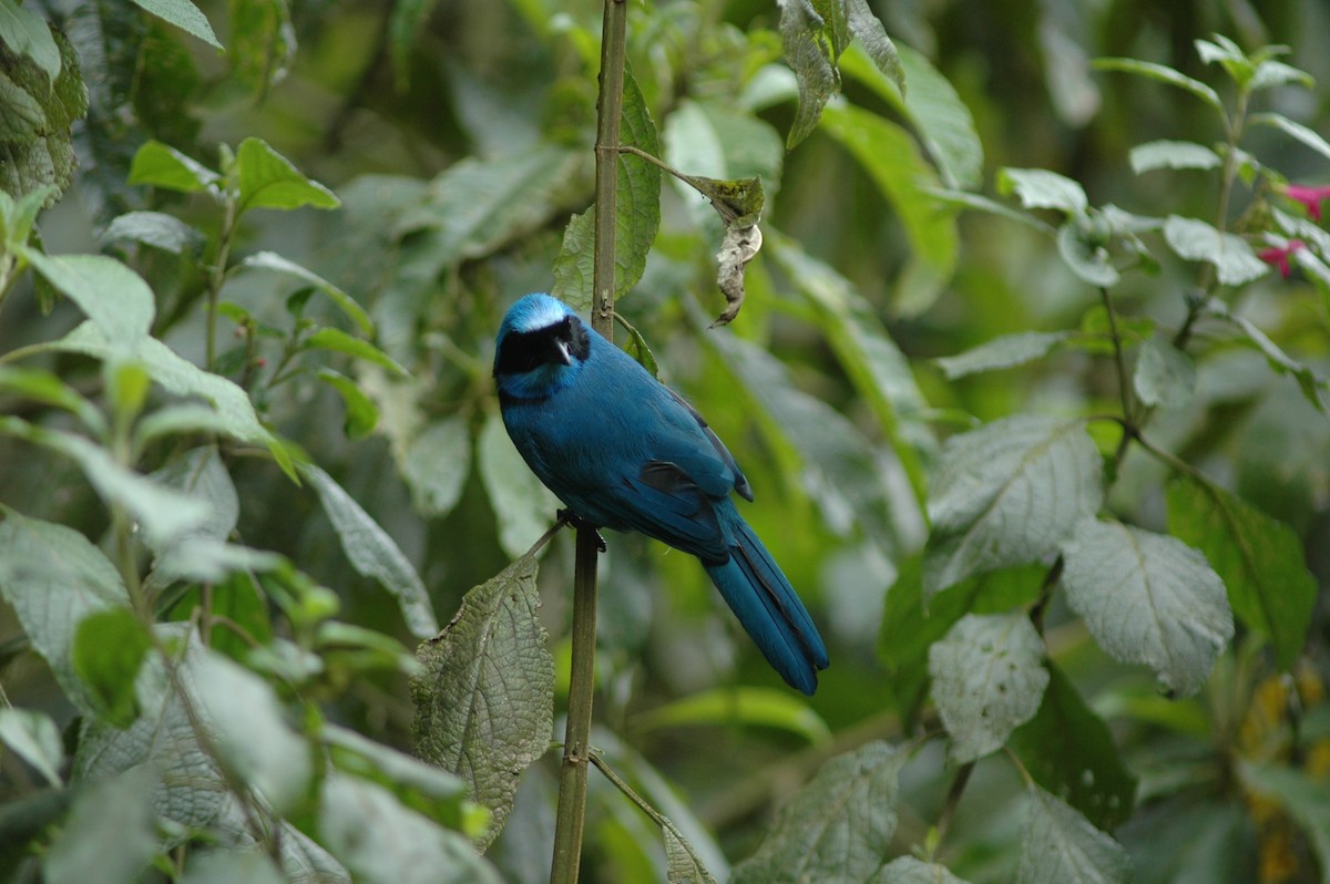 Turquoise Jay - Francisco Sornoza