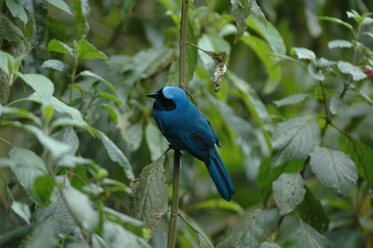 Turquoise Jay - Francisco Sornoza