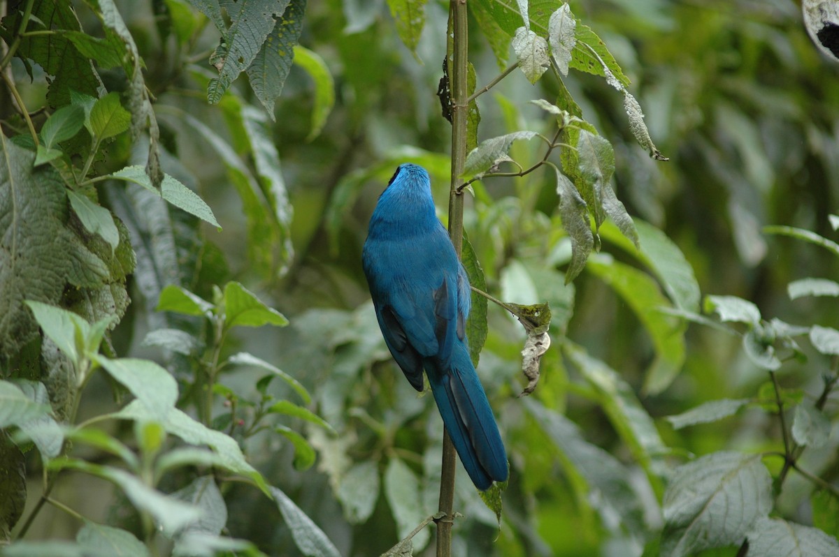 Turquoise Jay - Francisco Sornoza