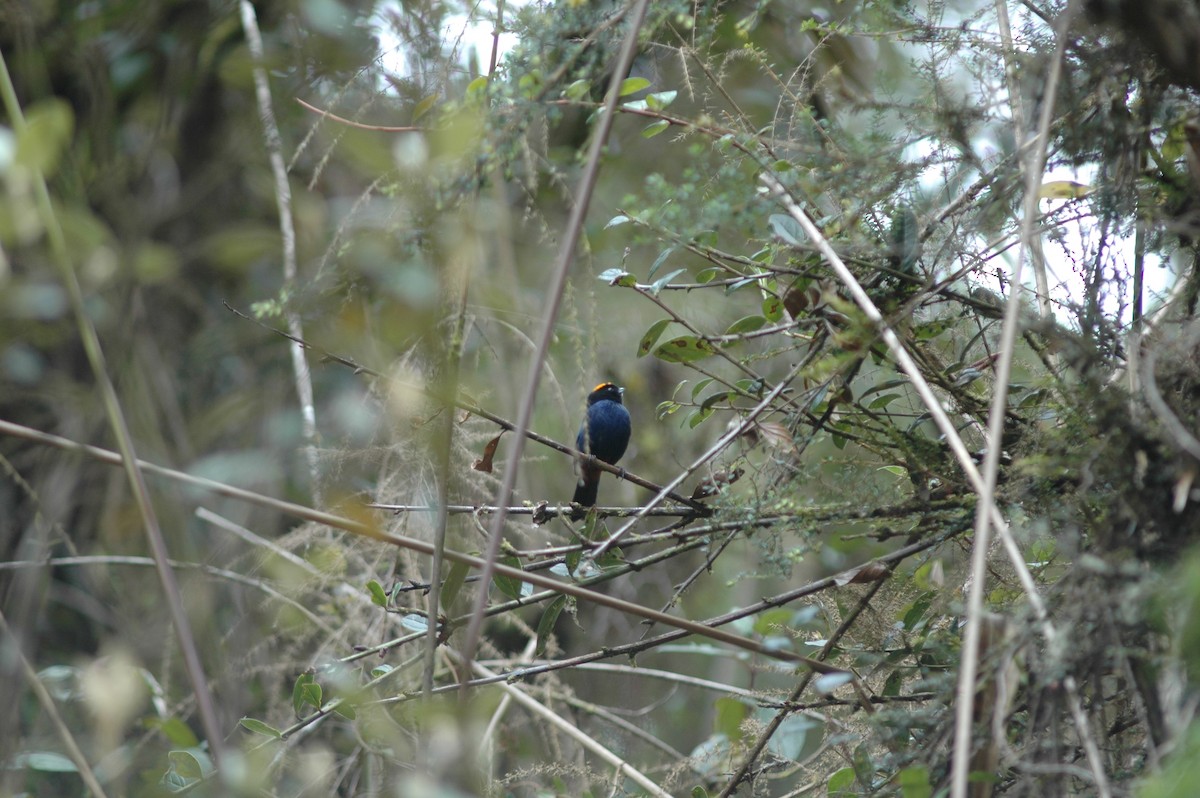 Golden-crowned Tanager - Francisco Sornoza