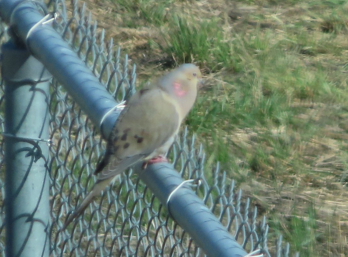 Mourning Dove - ML618110024