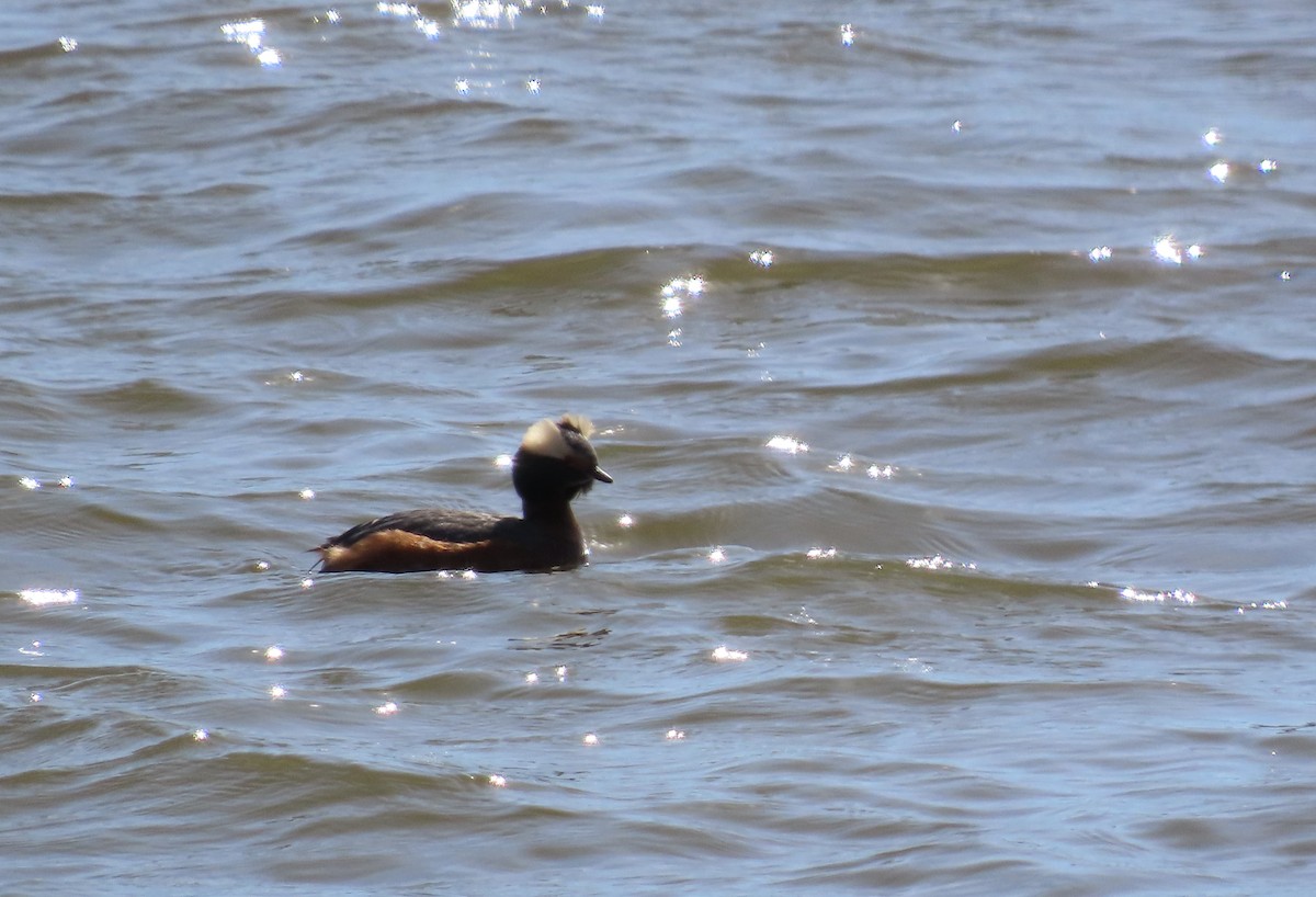 Horned Grebe - Fran Kerbs