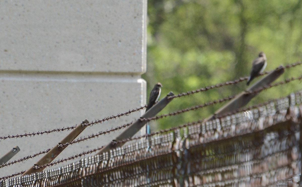 Northern Rough-winged Swallow - ML618110063