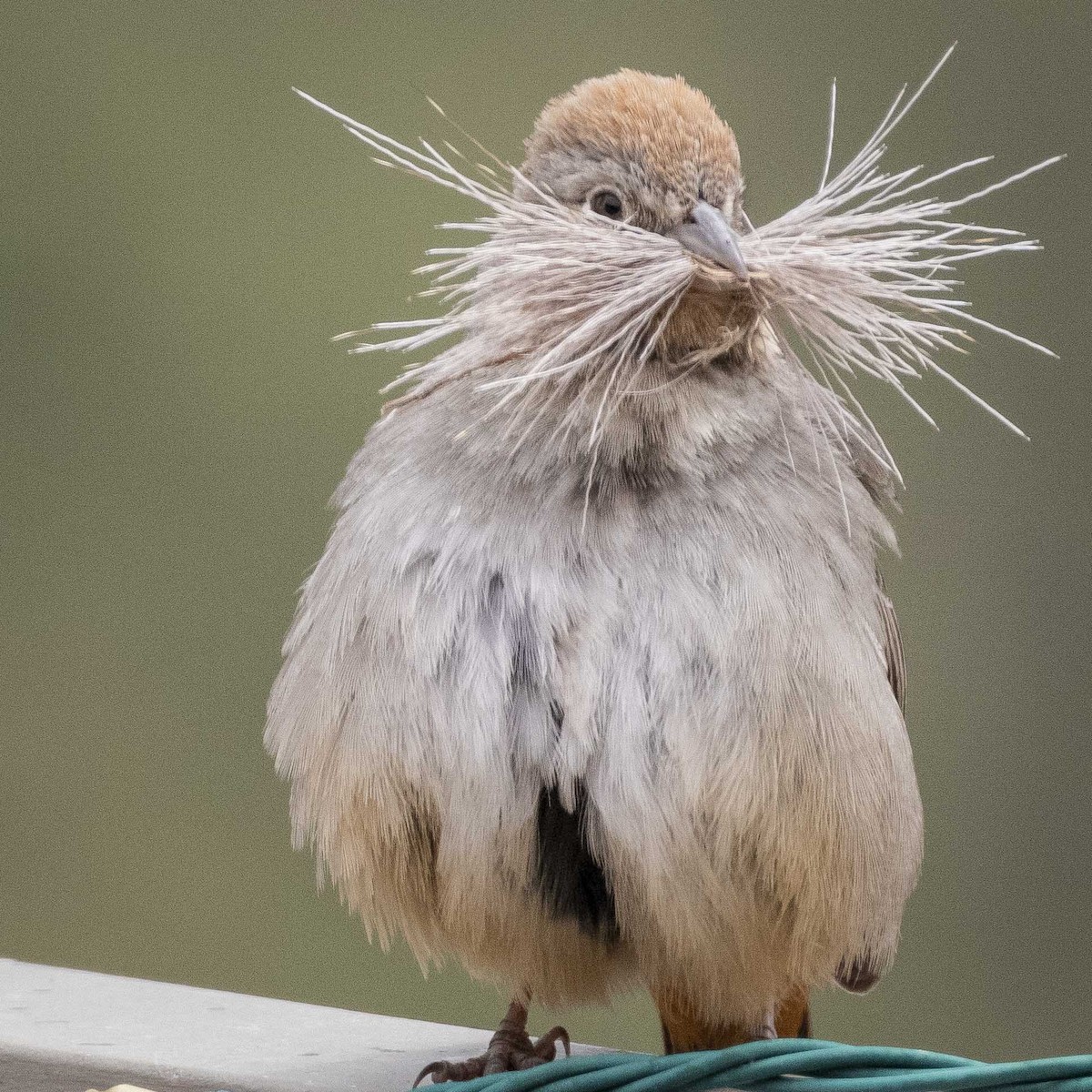 Canyon Towhee - ML618110072