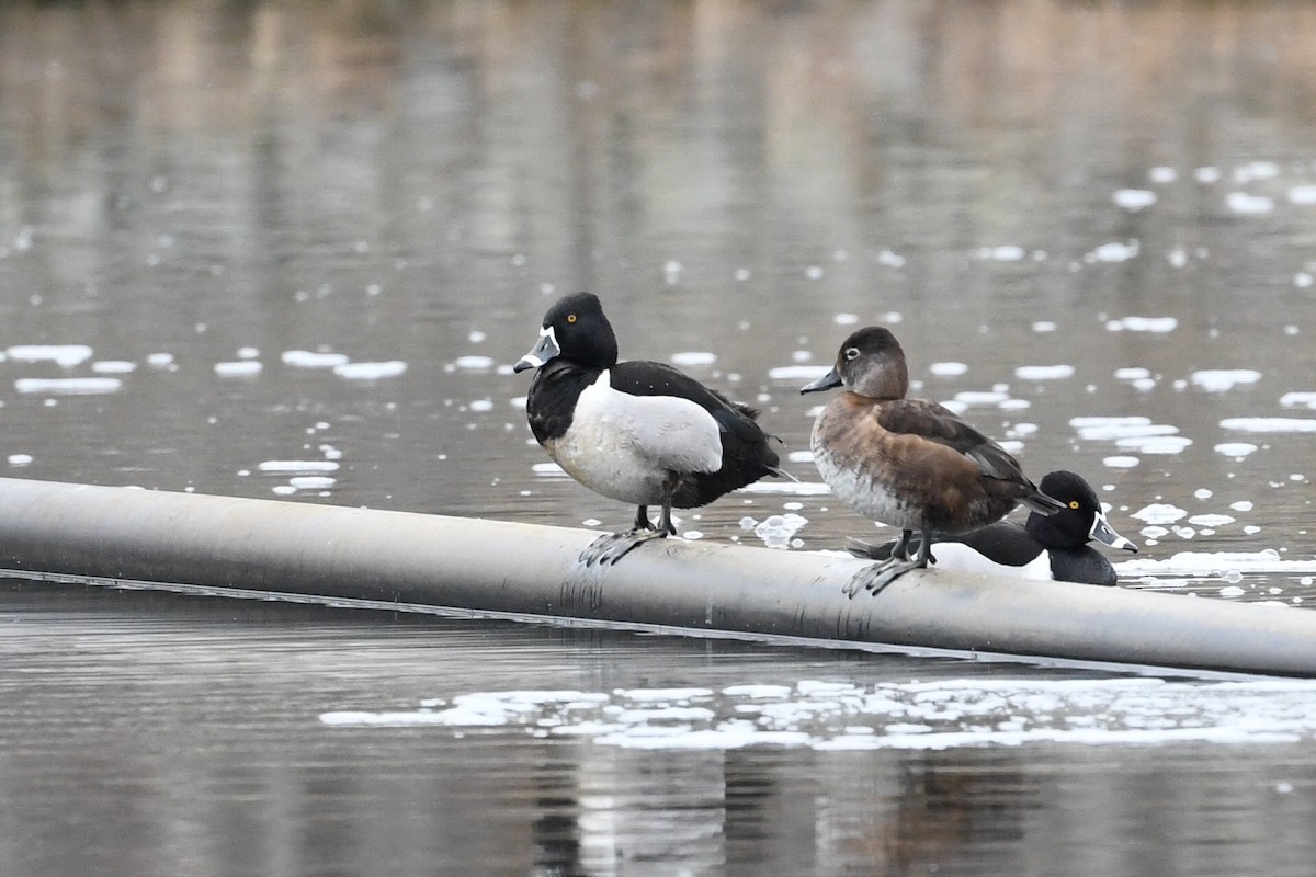 Ring-necked Duck - Hélène Dumais