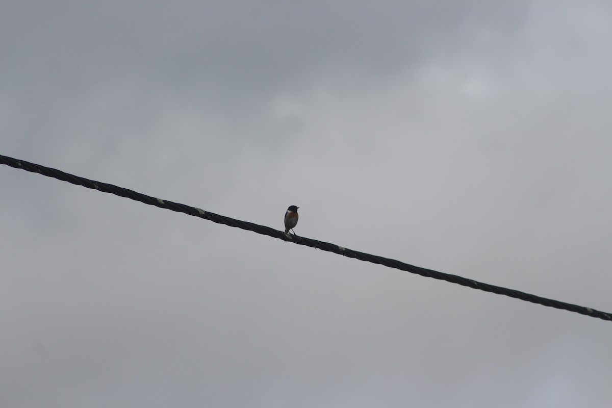 European Stonechat - ML618110098