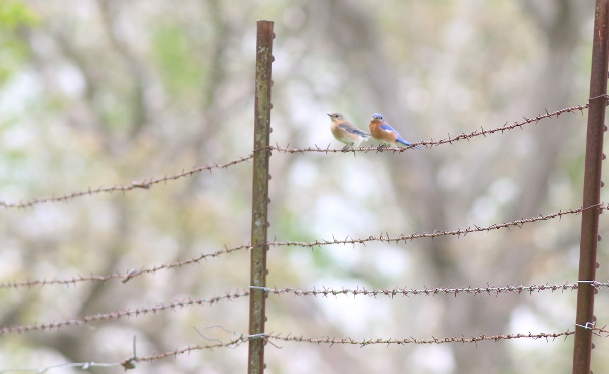 Eastern Bluebird - Dennis Oehmke