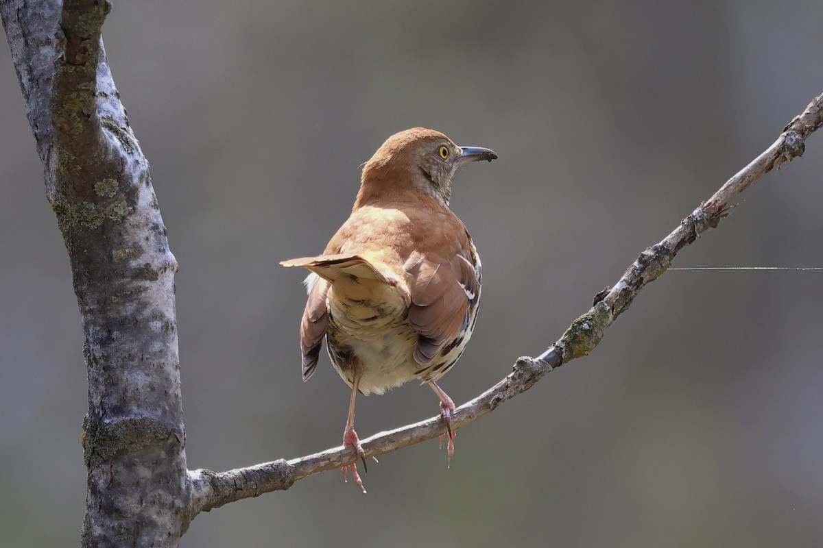 Brown Thrasher - ML618110115