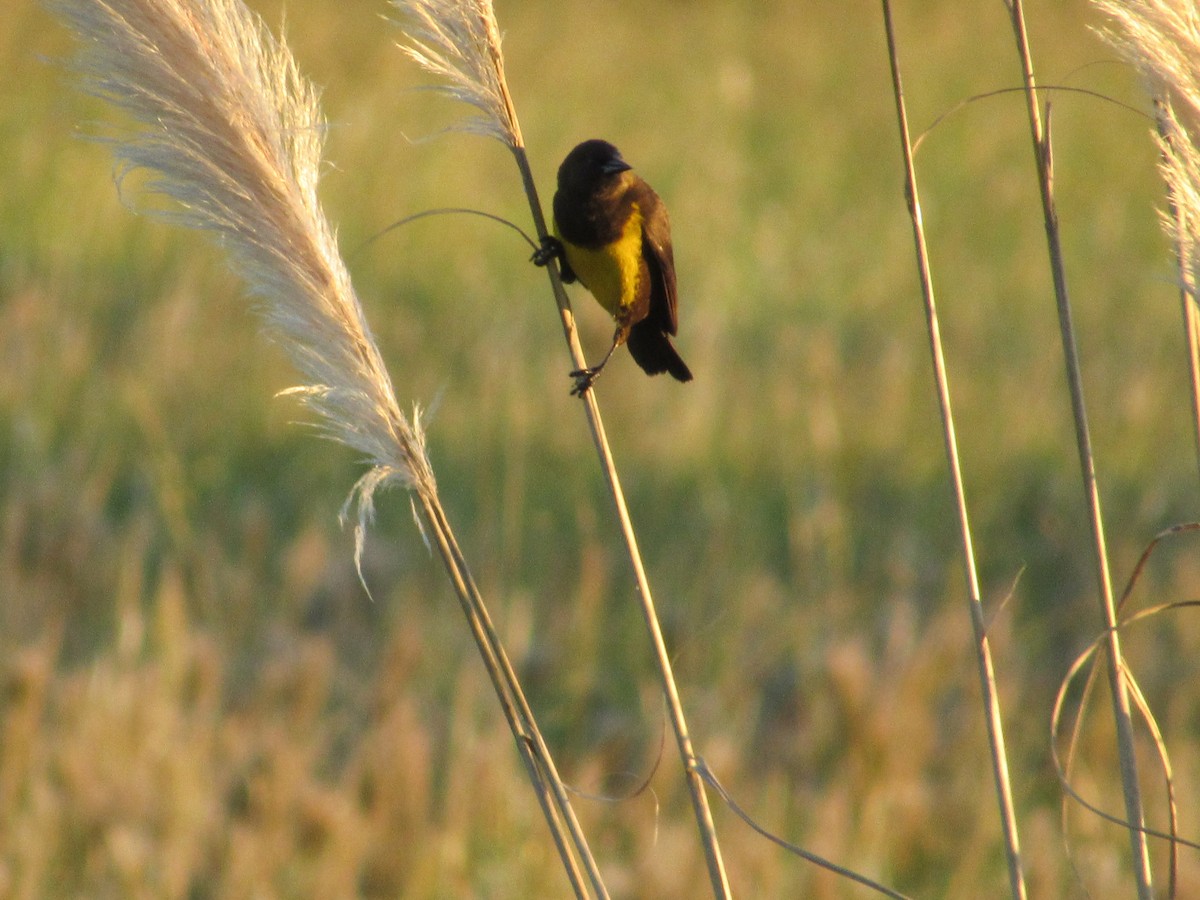 Brown-and-yellow Marshbird - AndreLu AndreaVergara
