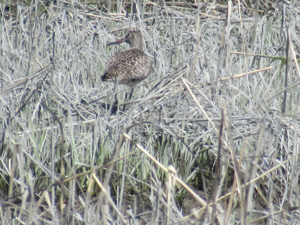 Willet (Eastern) - Barry Capella