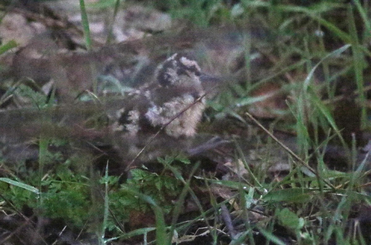 American Woodcock - Joe Gyekis