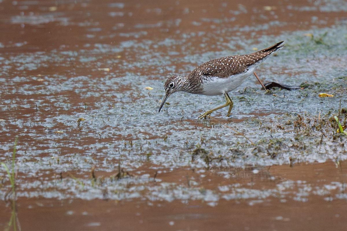 Solitary Sandpiper - Ian Campbell