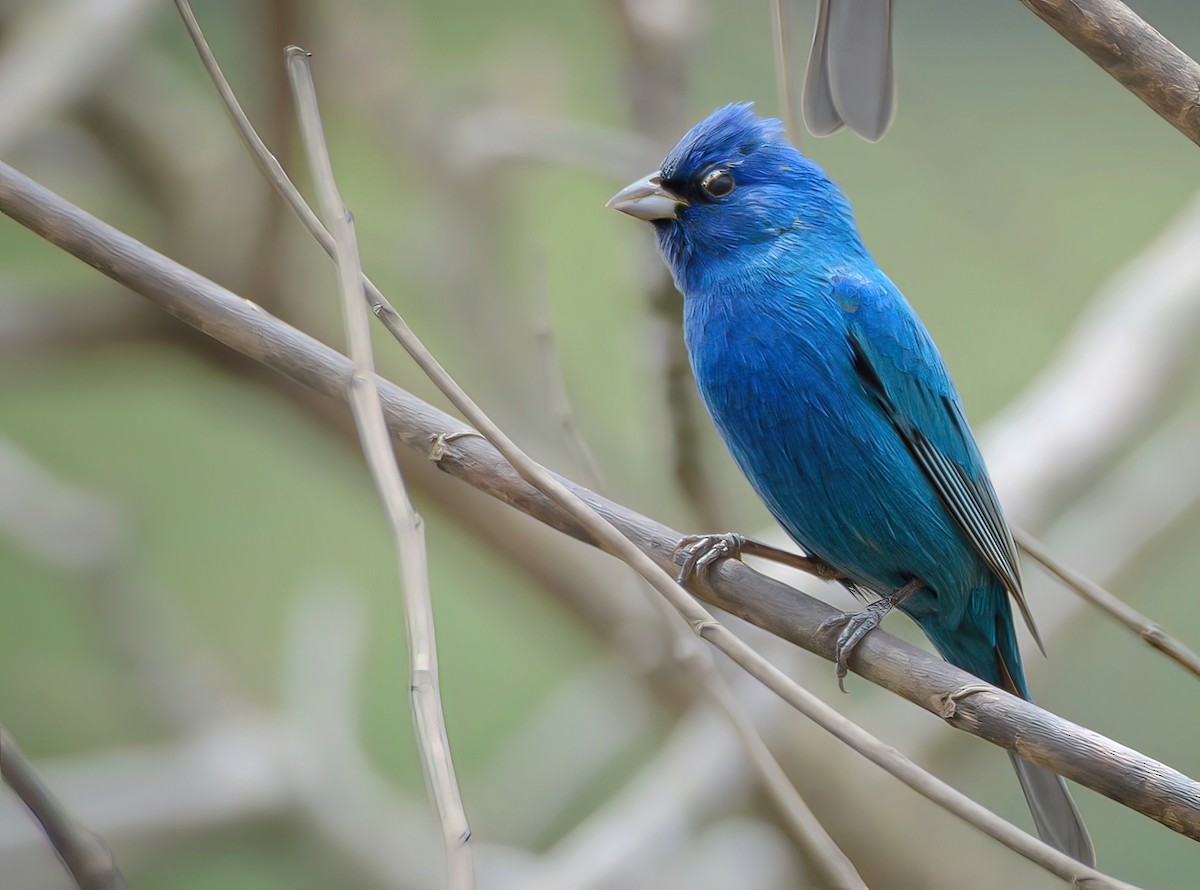 Indigo Bunting - Anonymous