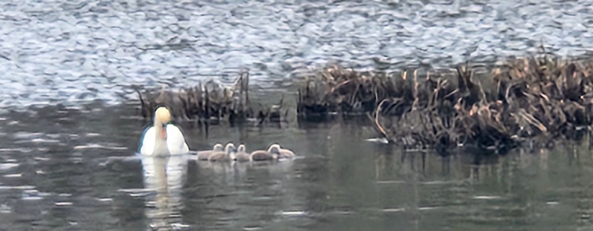 Mute Swan - ML618110193