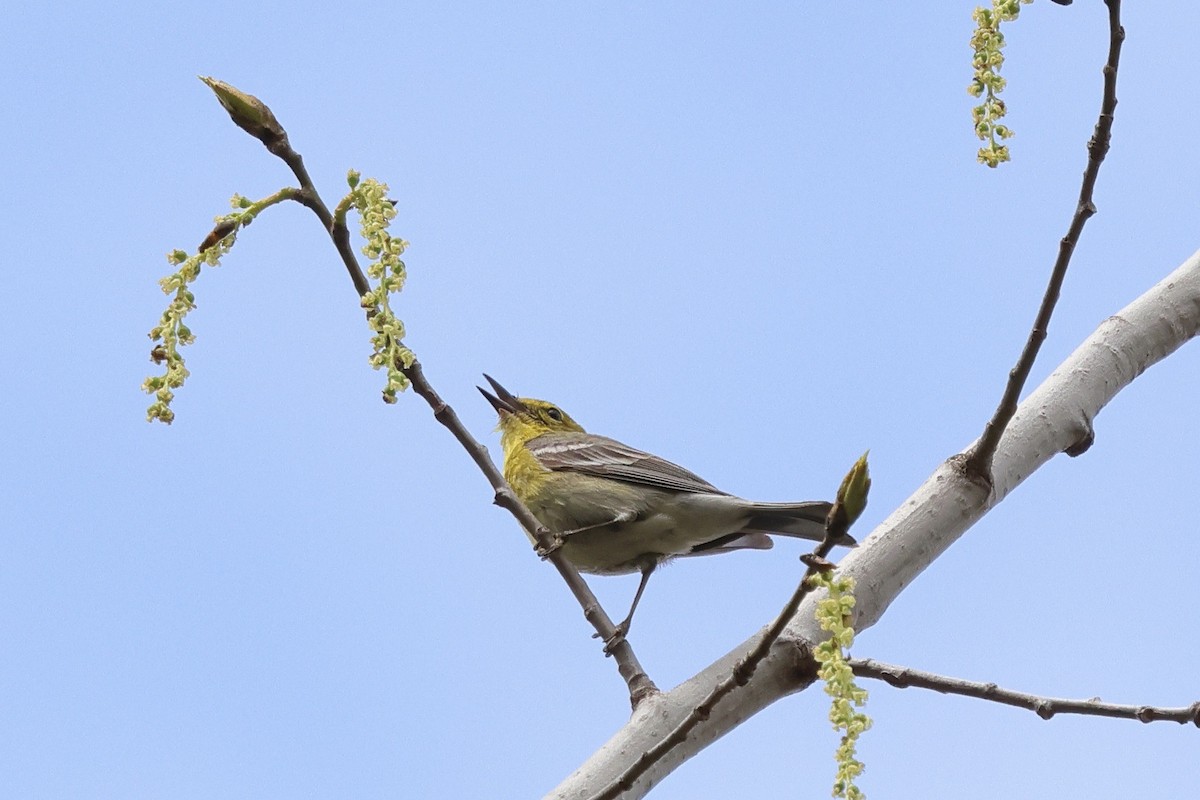 Pine Warbler - ML618110207