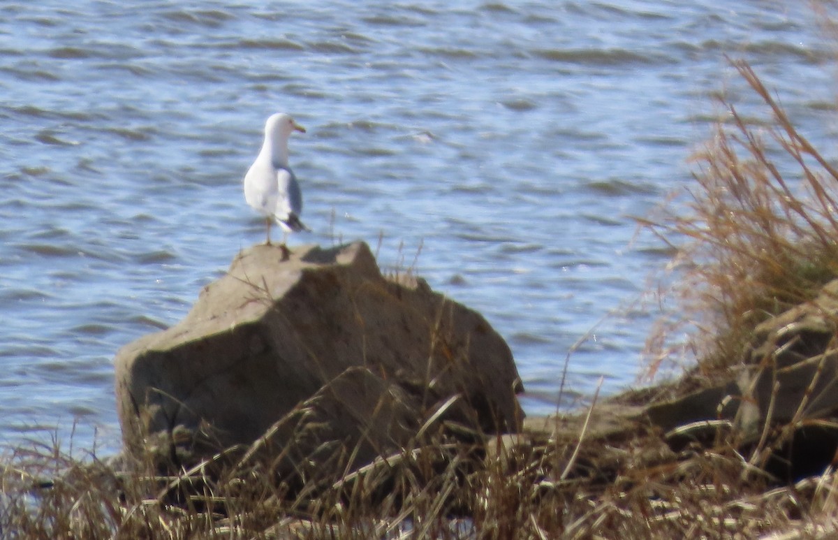 Ring-billed Gull - ML618110216