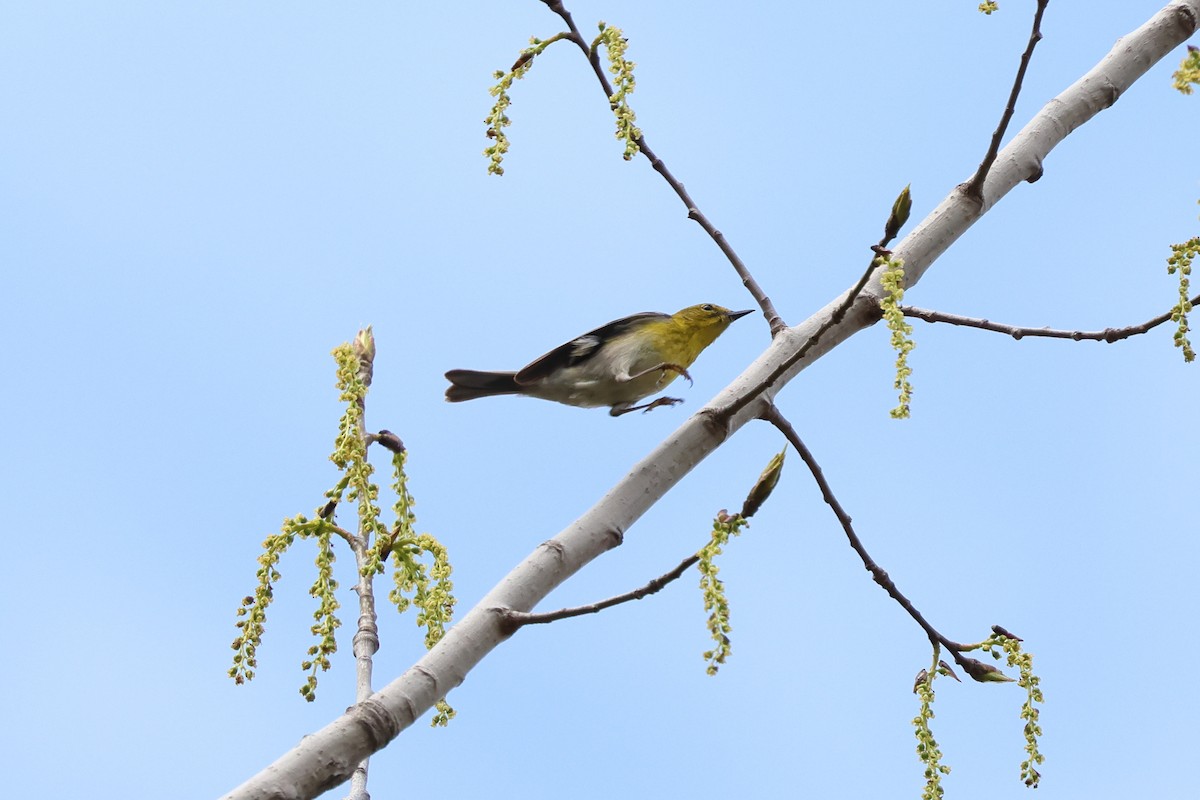 Pine Warbler - ML618110222