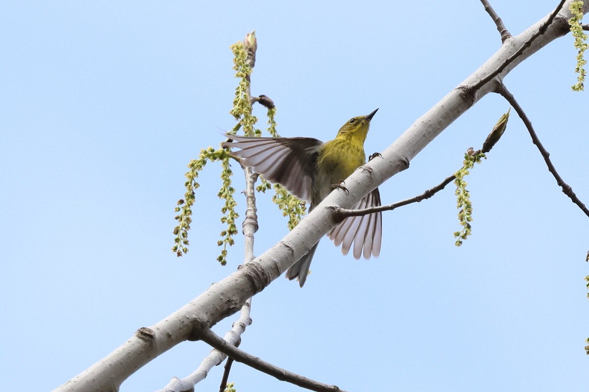 Pine Warbler - ML618110230