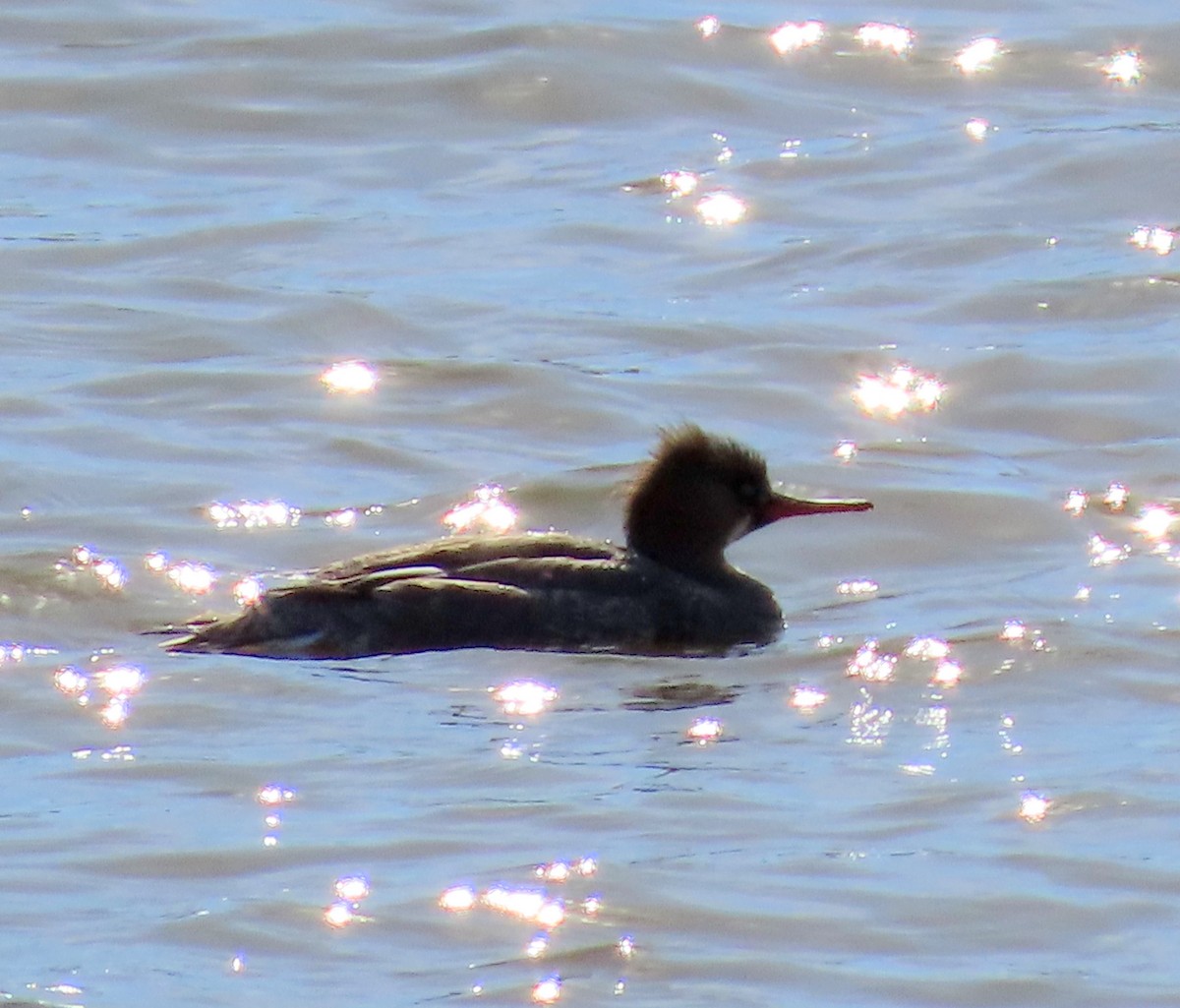 Red-breasted Merganser - ML618110234