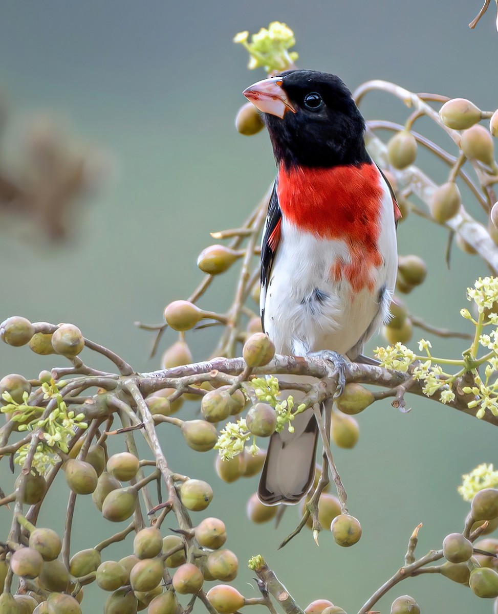 Rose-breasted Grosbeak - Anonymous