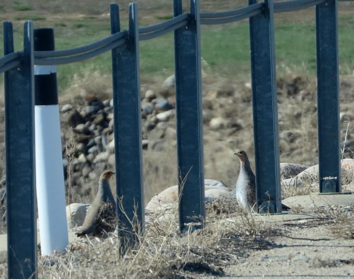 Gray Partridge - Fran Kerbs