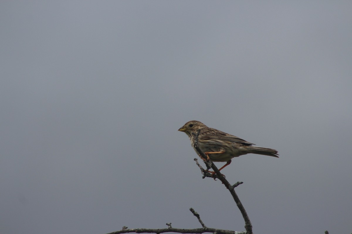 Corn Bunting - ML618110285