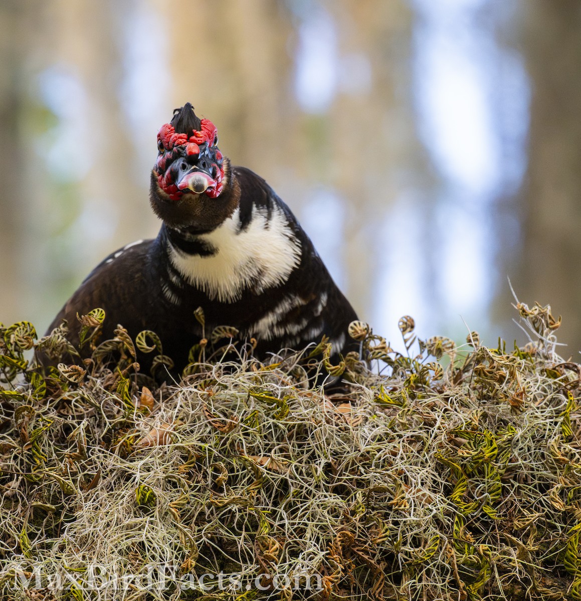 Muscovy Duck (Domestic type) - Maxfield Weakley