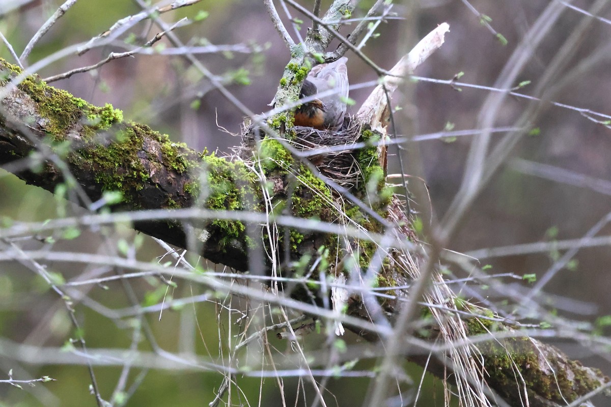 American Robin - ML618110301