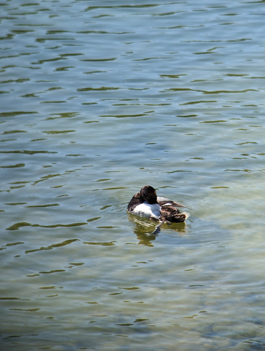 Lesser Scaup - Carolyn Rubinfeld 🦆