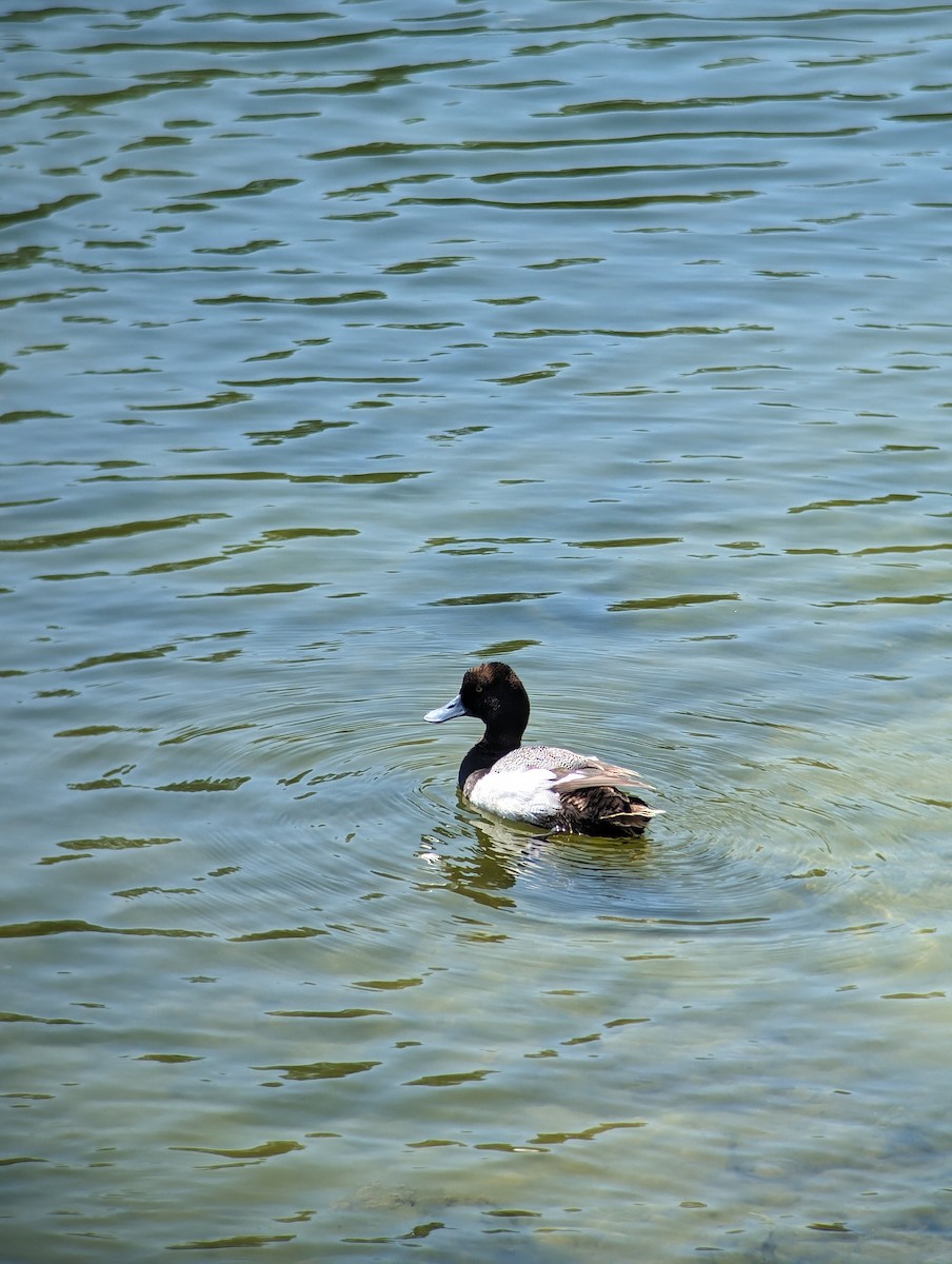 Lesser Scaup - Carolyn Rubinfeld 🦆