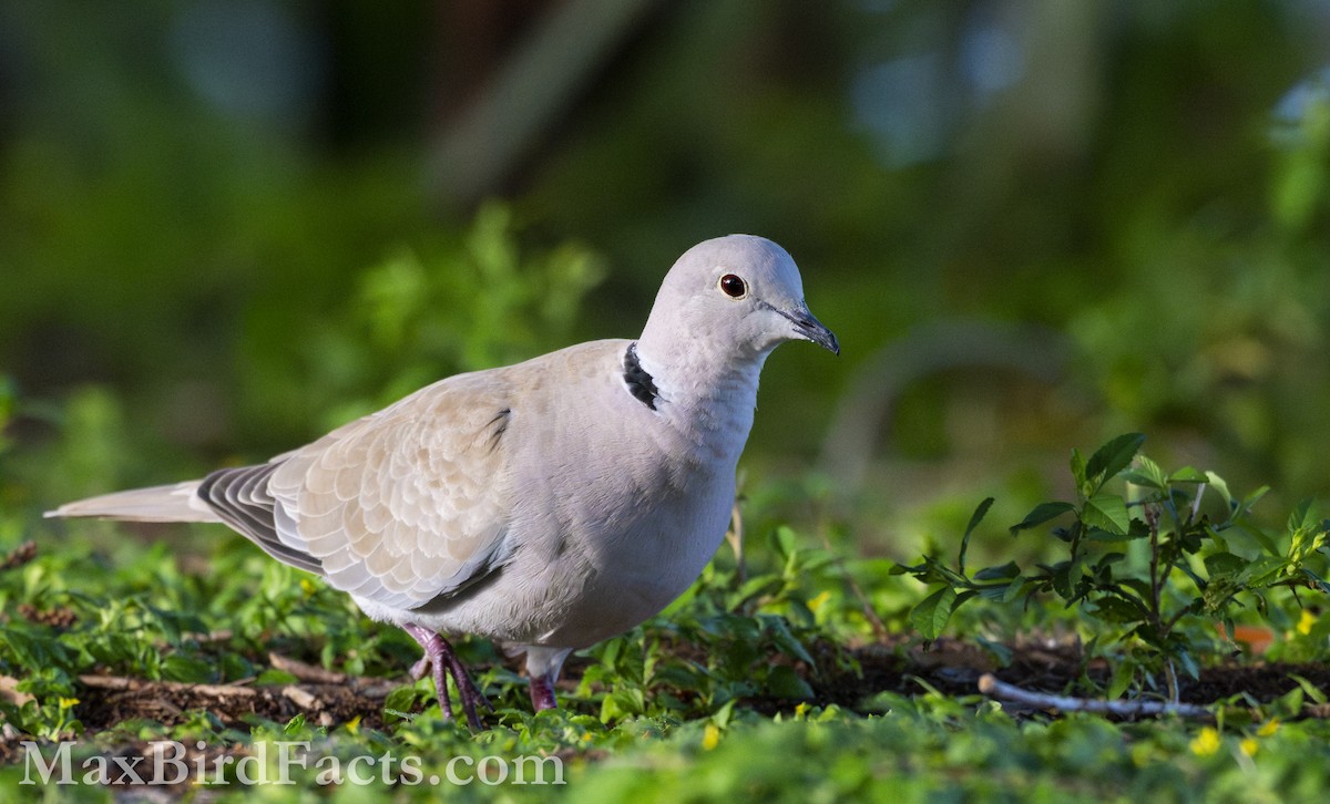 Eurasian Collared-Dove - ML618110330