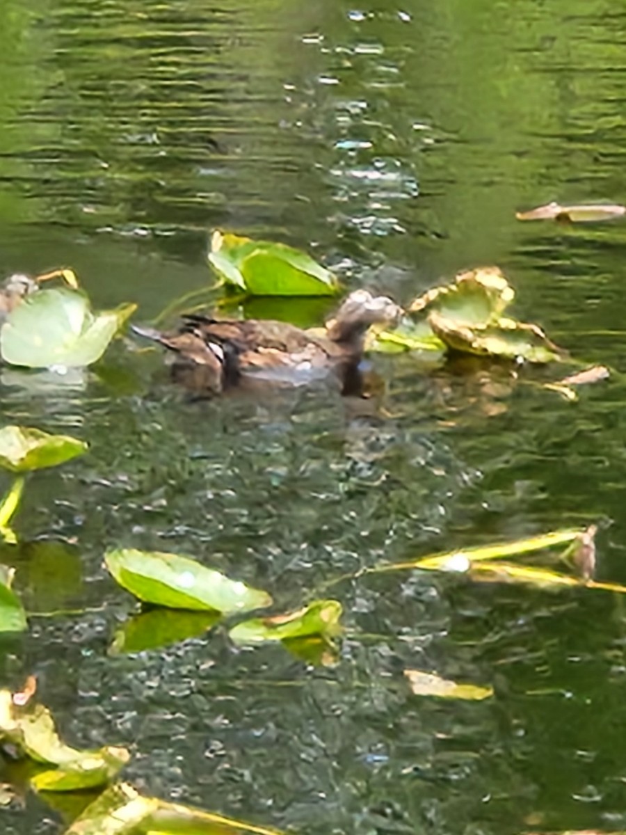 Wood Duck - ML618110332