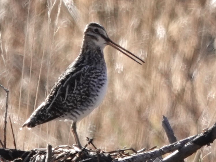 Wilson's Snipe - ML618110341