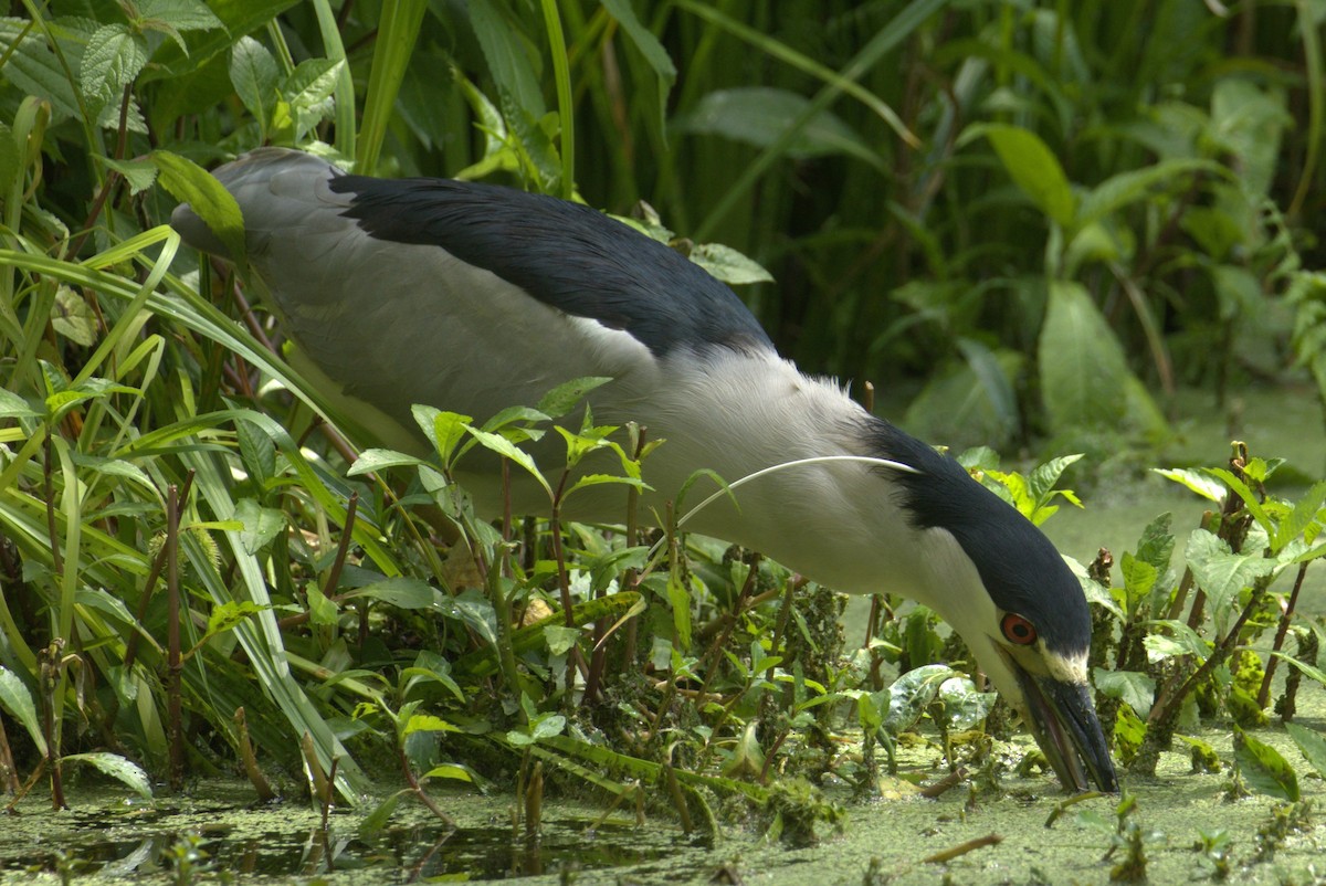 Black-crowned Night Heron - ML618110349