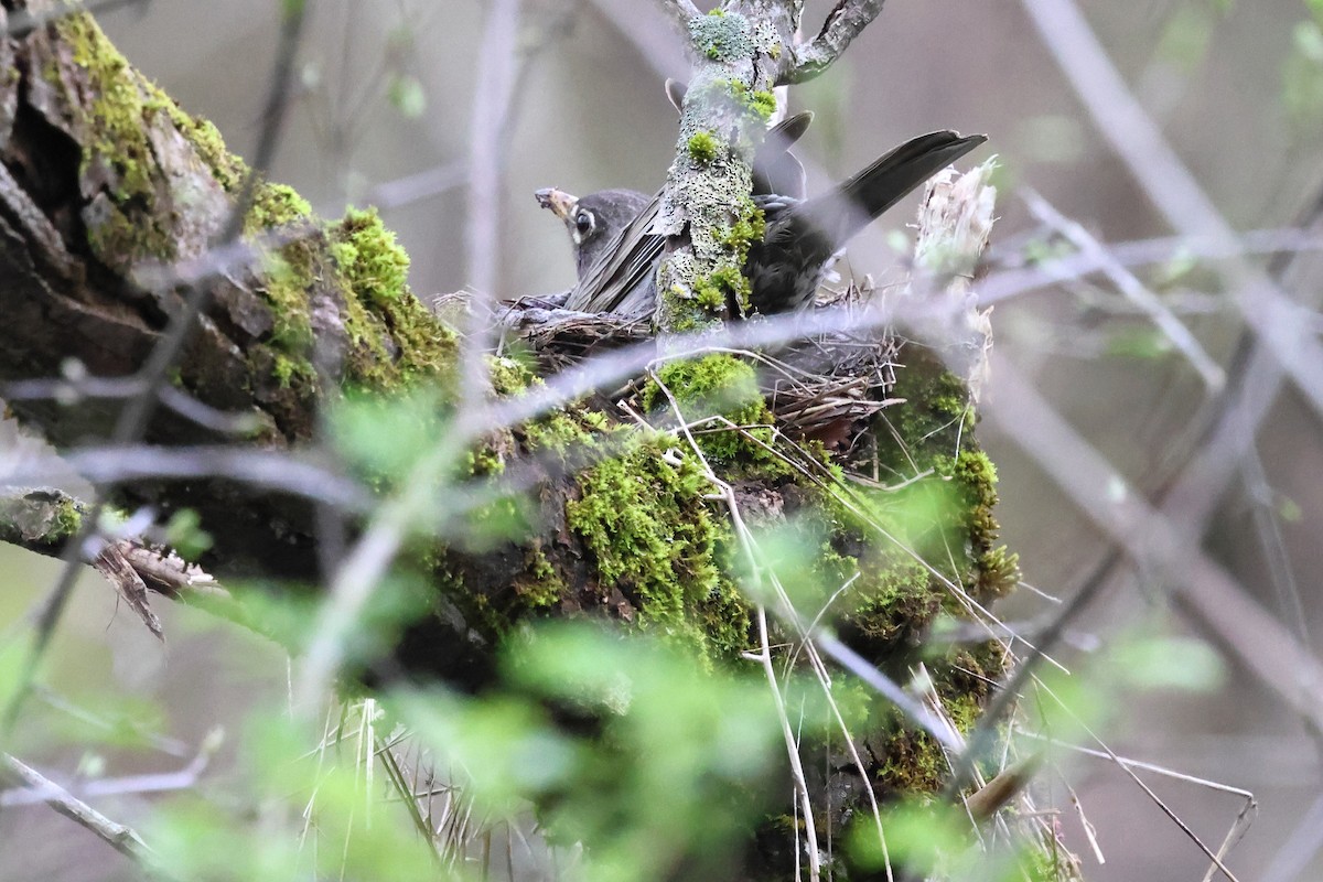 American Robin - ML618110351