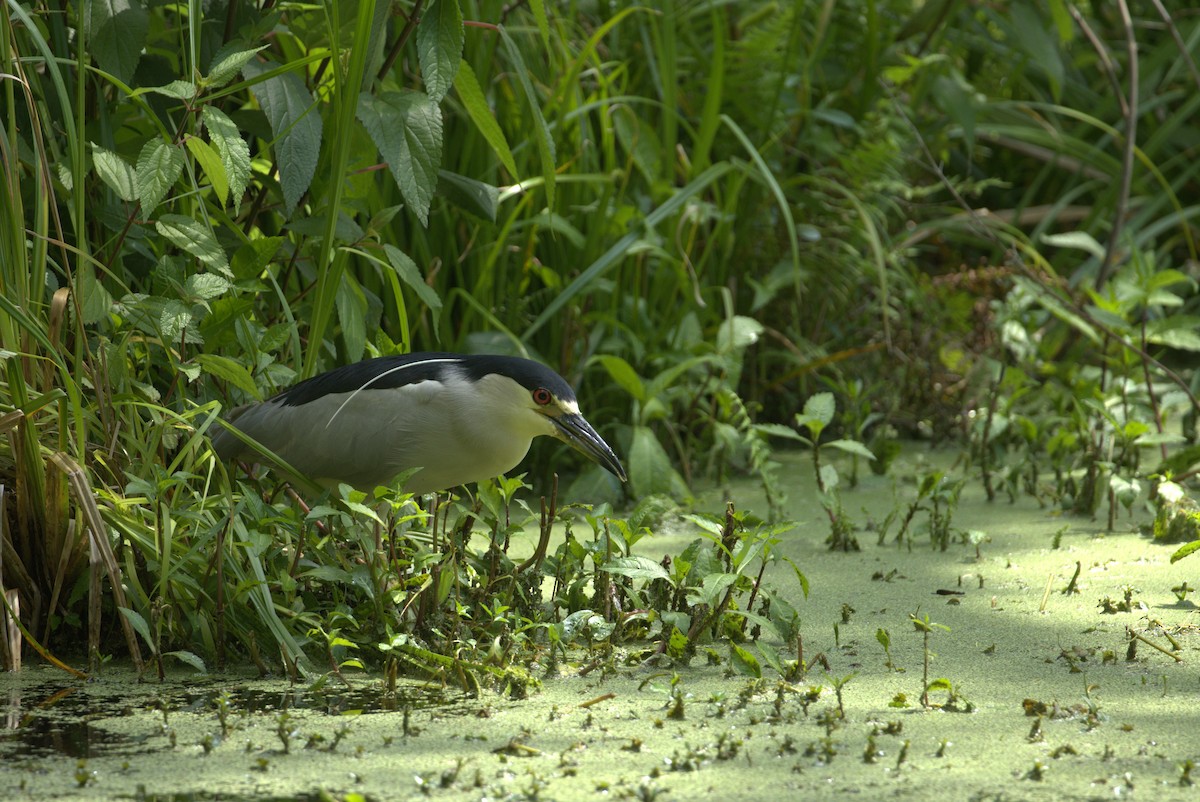 Black-crowned Night Heron - ML618110354