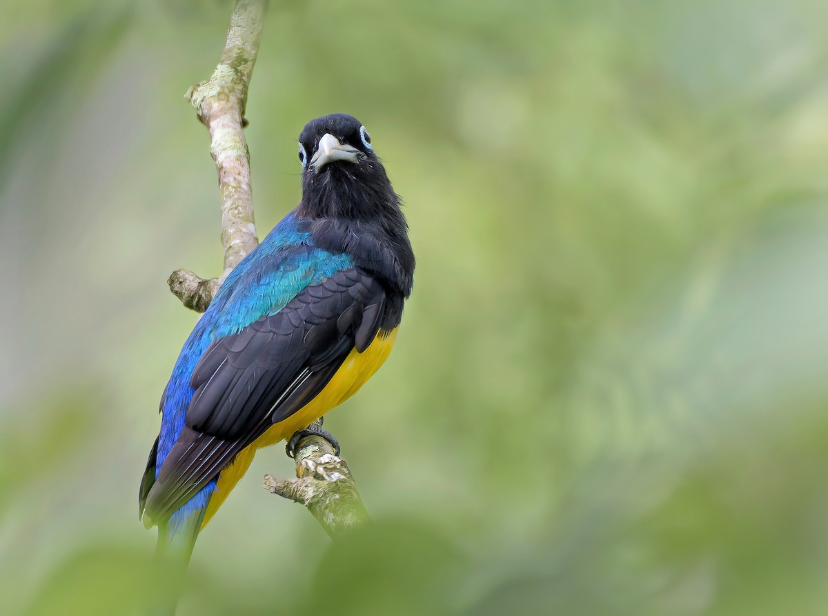 Trogon à tête noire - ML618110356