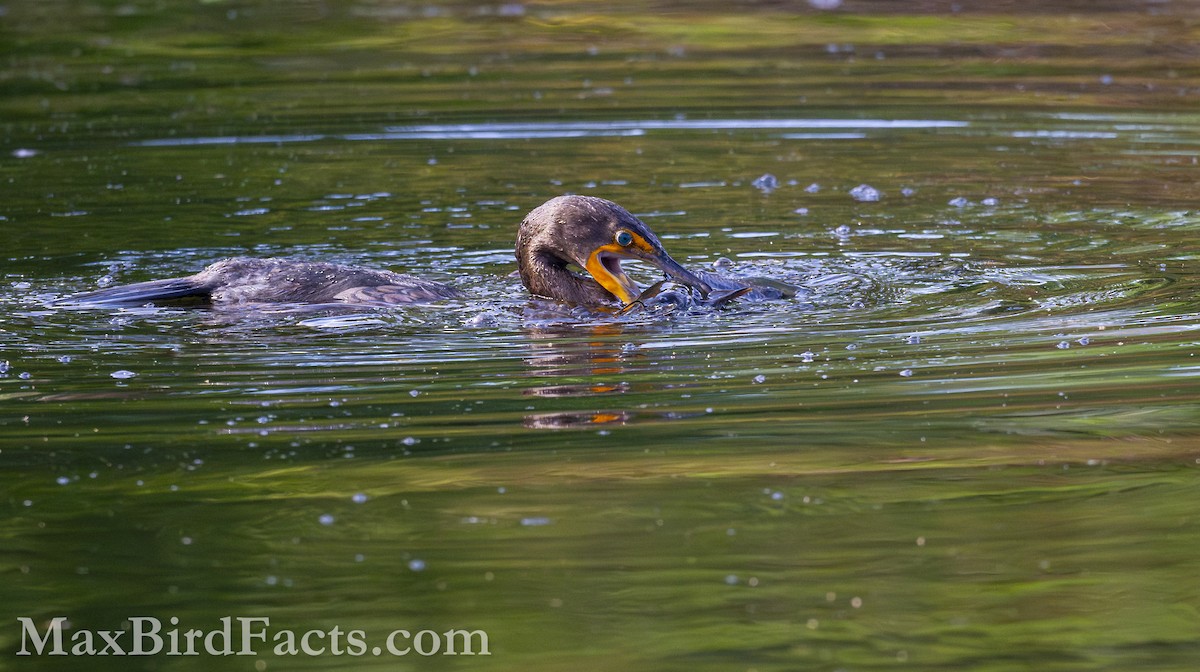 Double-crested Cormorant - Maxfield Weakley