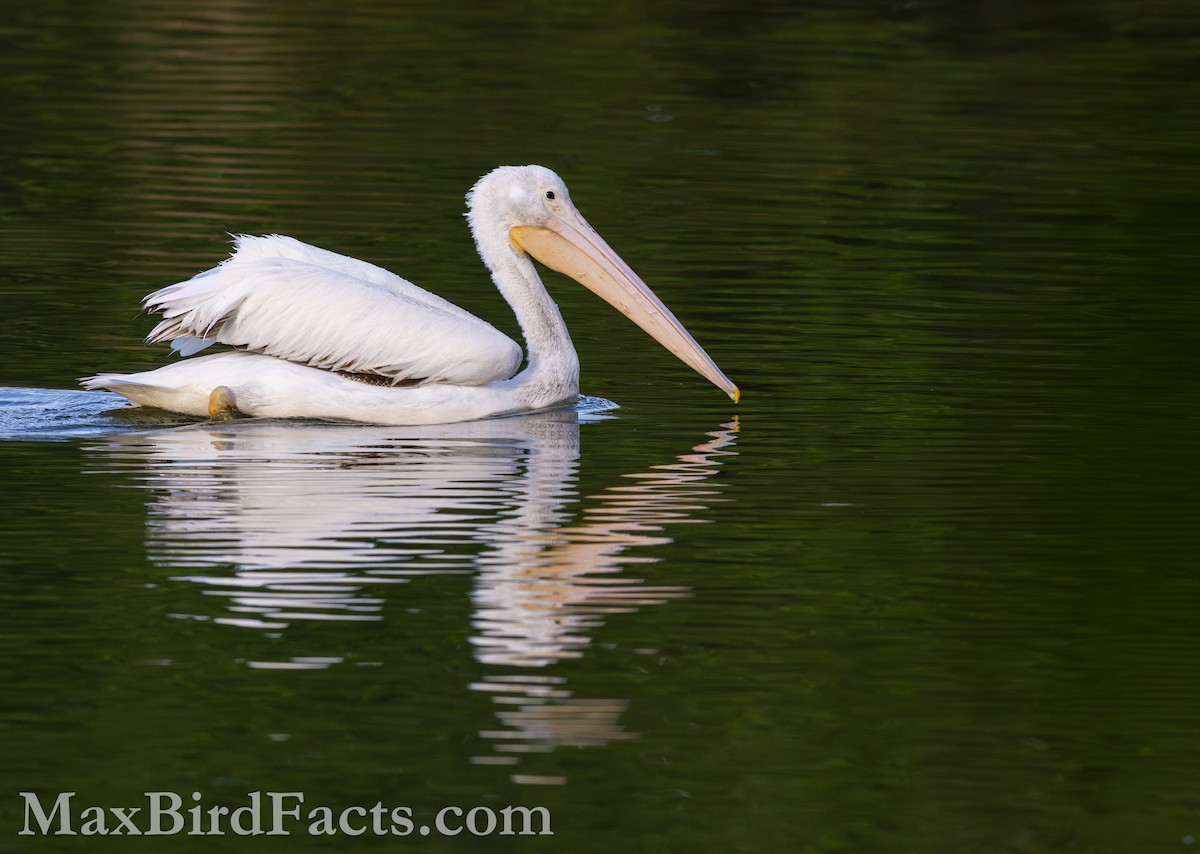 American White Pelican - ML618110374