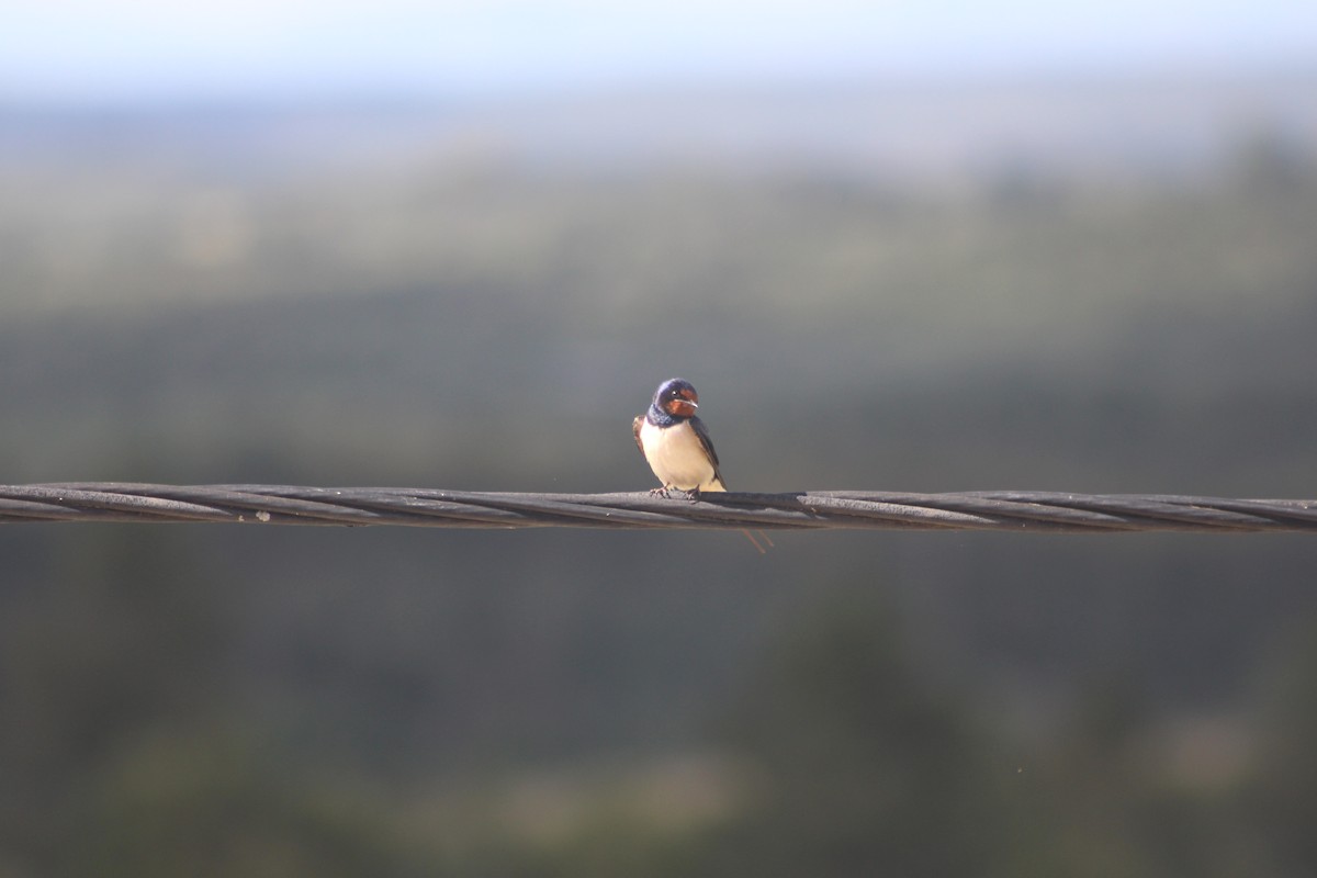 Barn Swallow - ML618110376