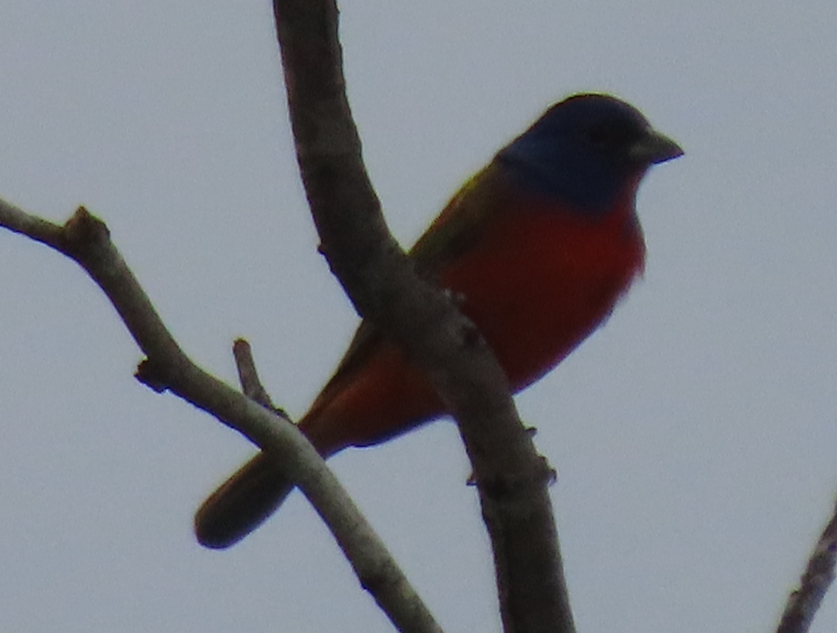 Painted Bunting - ML618110384