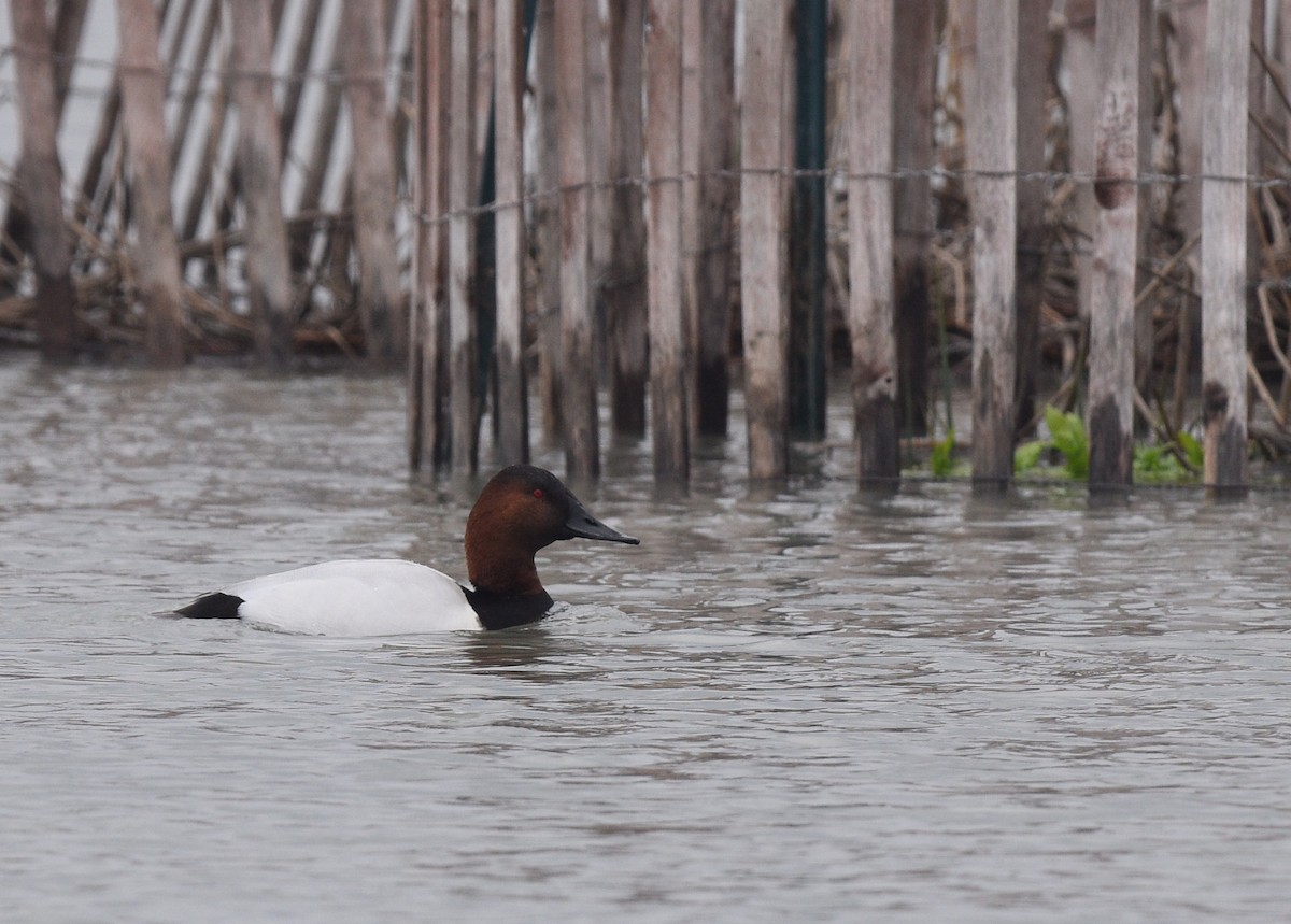 Canvasback - Steven McClellan