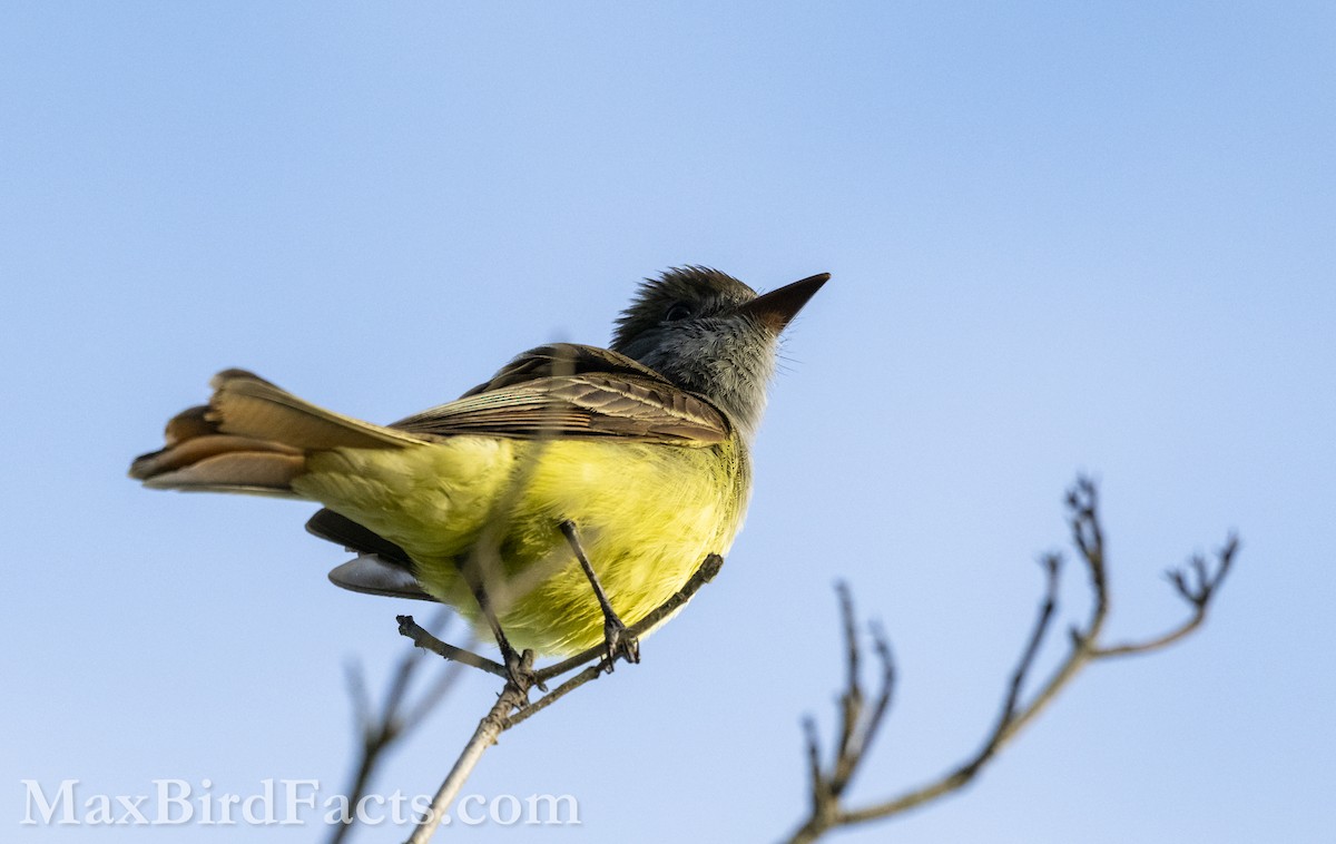 Great Crested Flycatcher - Maxfield Weakley