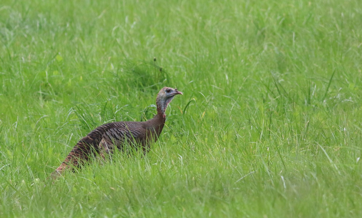 Wild Turkey - Dennis Oehmke