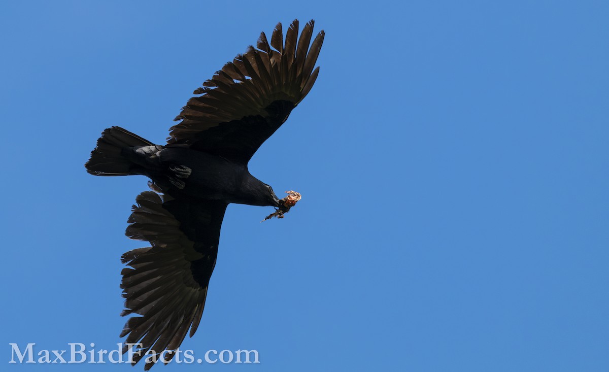 American Crow - Maxfield Weakley