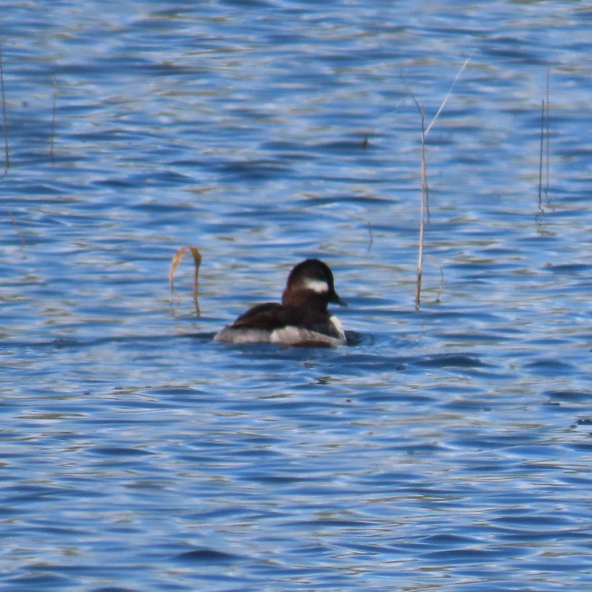 Bufflehead - Mackenzie Goldthwait