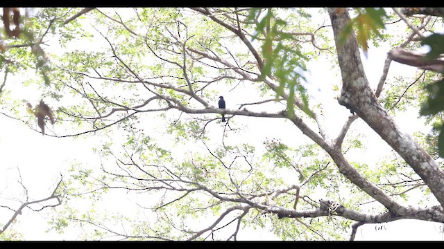 Red-shouldered Hawk (elegans) - ML618110476