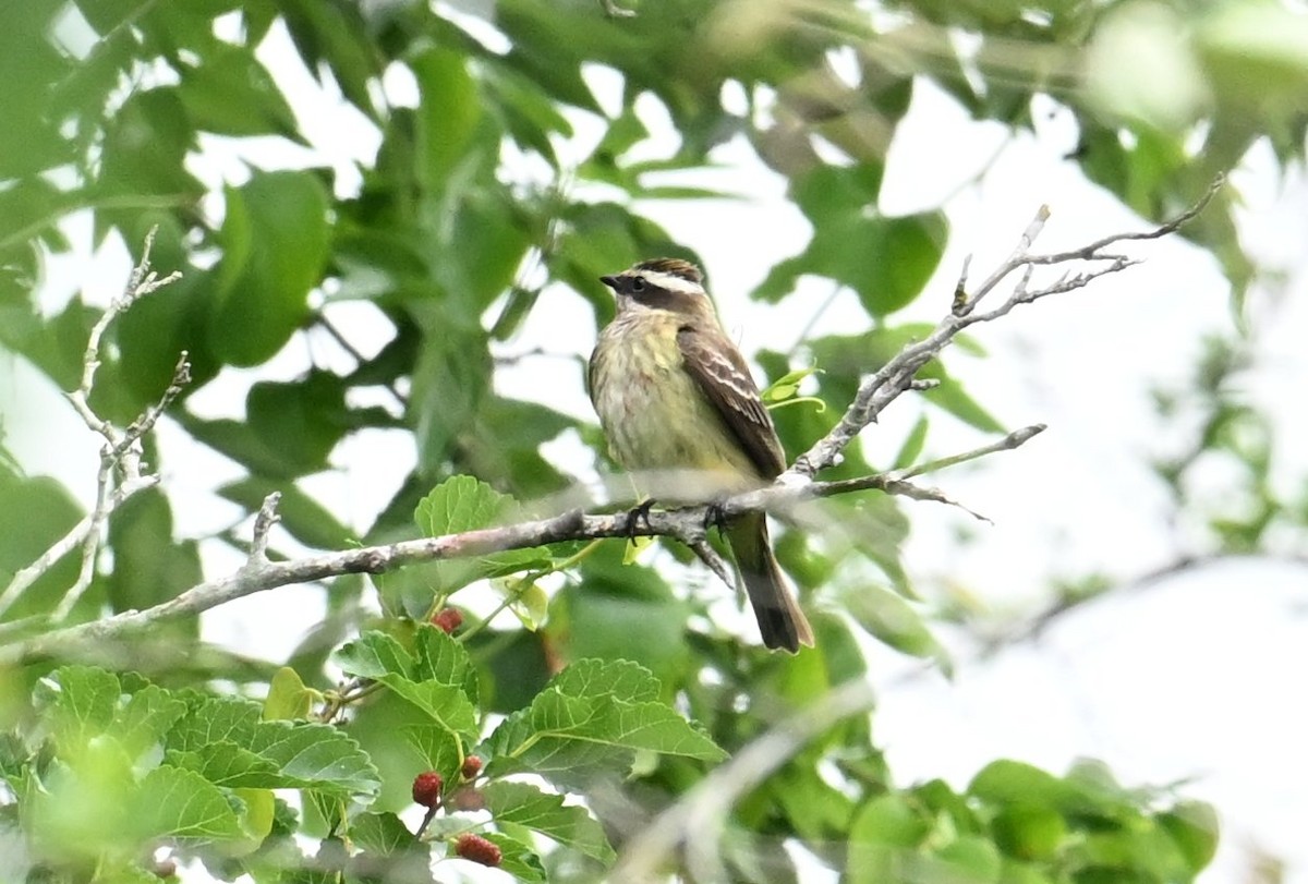 Piratic Flycatcher - Gary Yoder