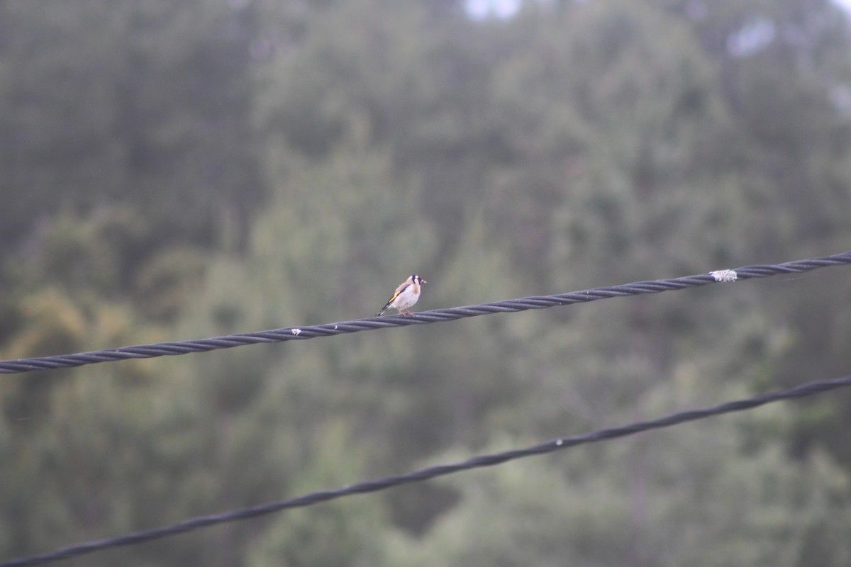 European Goldfinch - ML618110490