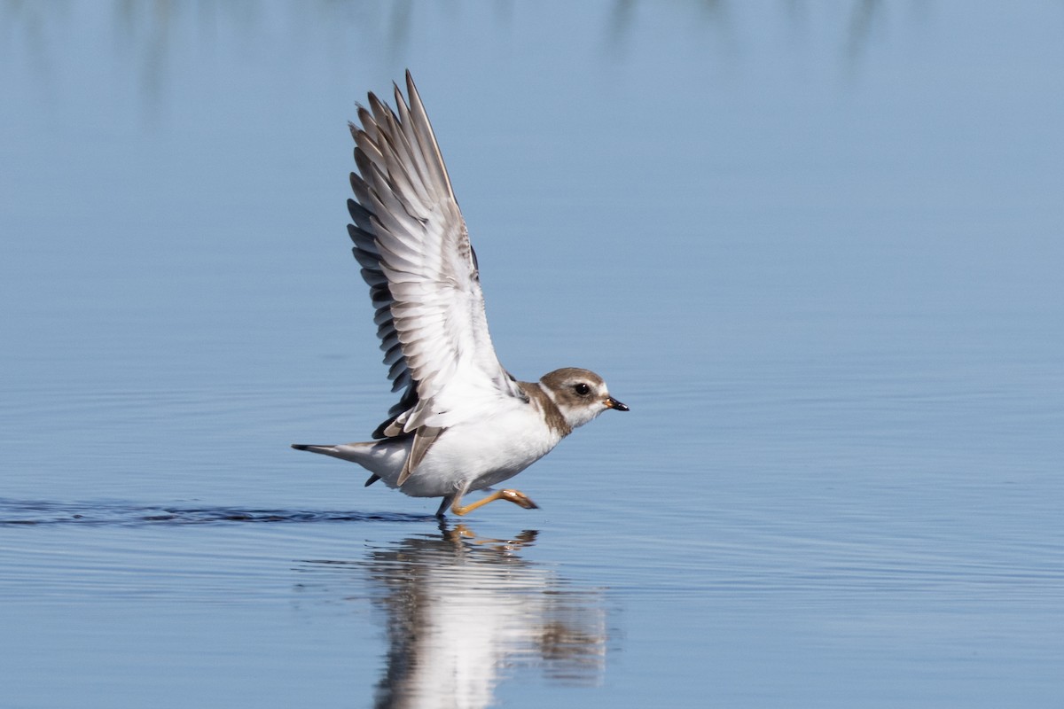 Semipalmated Plover - ML618110512